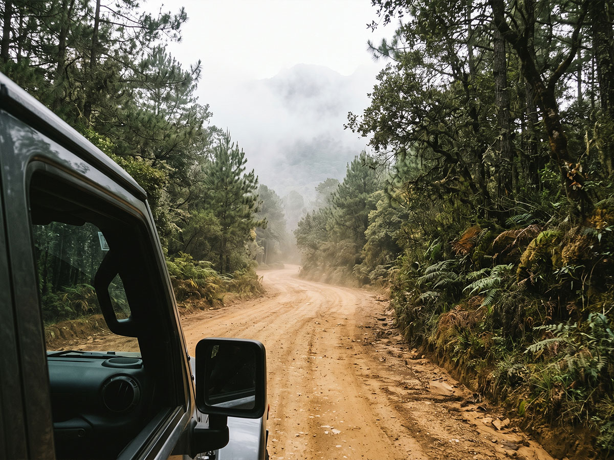 A winding unpaved road through Mexican highland forest, dust rising behind a vehicle, suggesting a remote sourcing journey