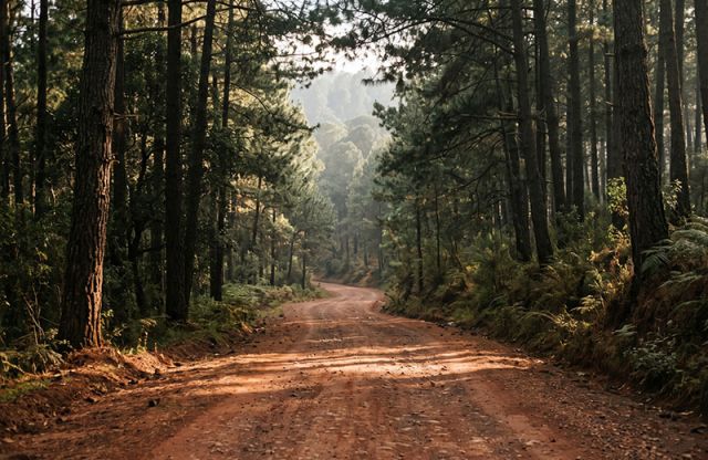 A winding unpaved road through pine-forested Mexican highlands, warm afternoon light filtering through trees